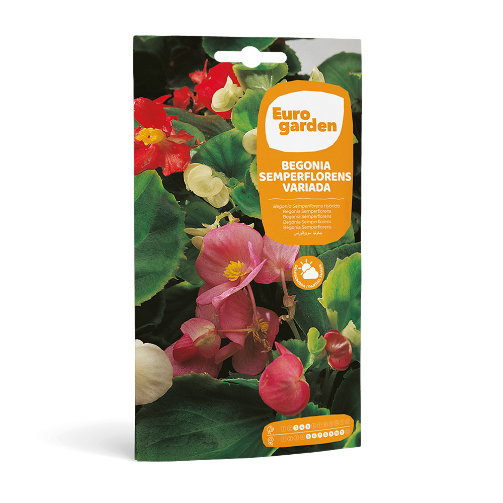 Begonia Semperflorens Variada 0,06 g Eurogarden -17386000