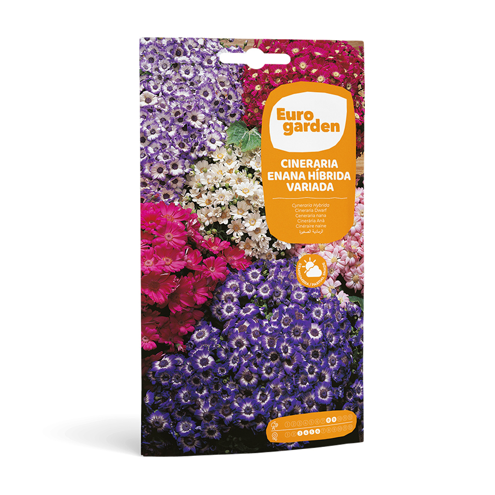 Cinerària Enana Híbrida Variada 0,05 g Eurogarden -17396000