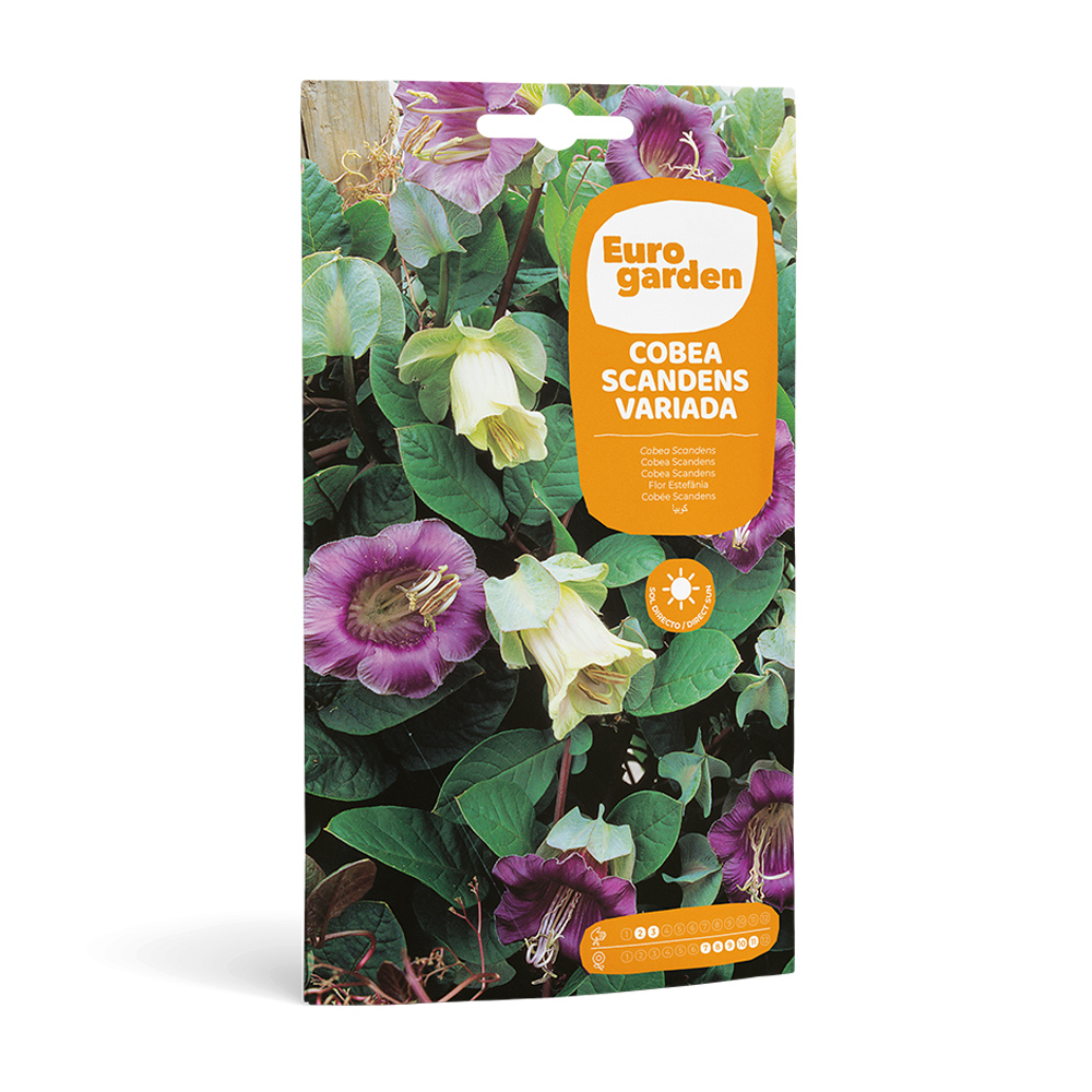 Cobea Scandens Variada 0,8 g Eurogarden -17403000
