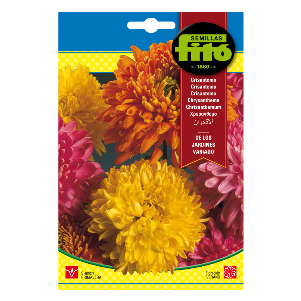Crisantemo de los Jardines Variados-34985000