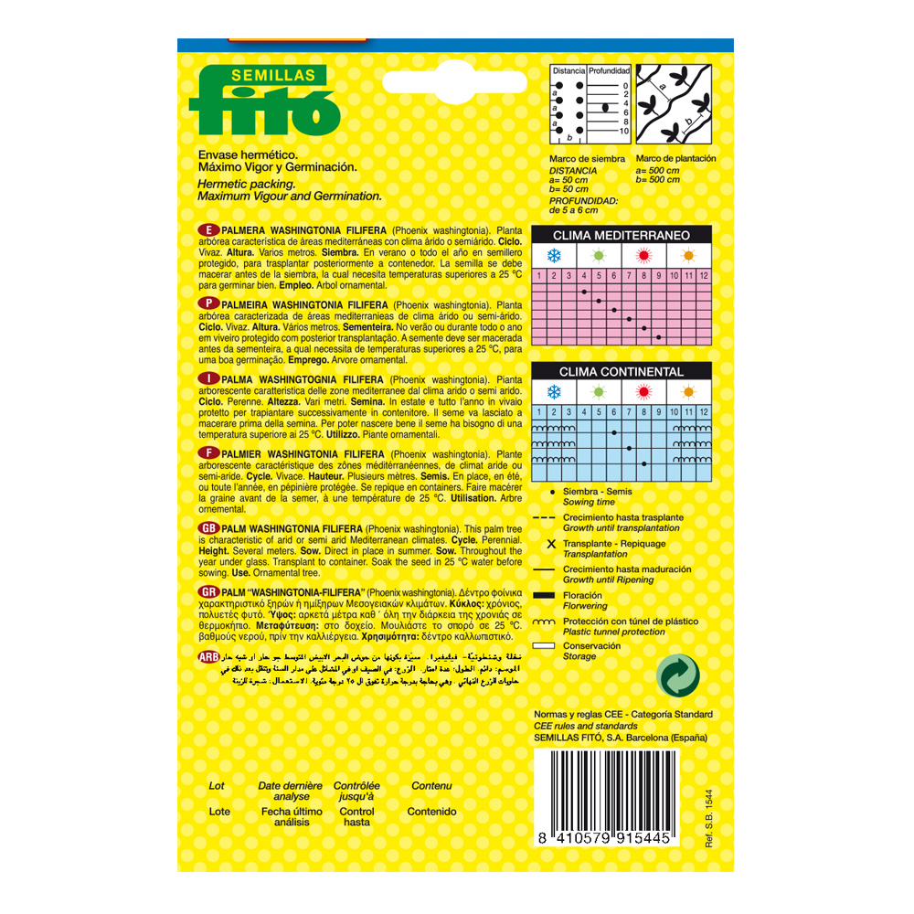 Palmera Whashingtonia Filifera Fitó-35000000