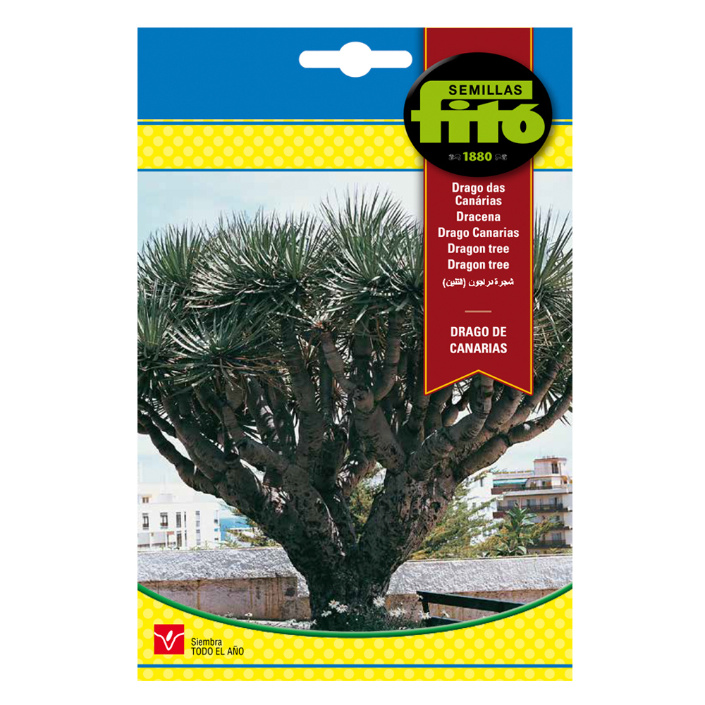Drago de Canarias Fitó-35126000