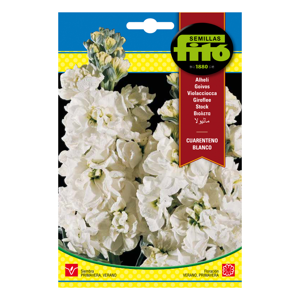 Alhelí Cuarenteno Blanco-35127000