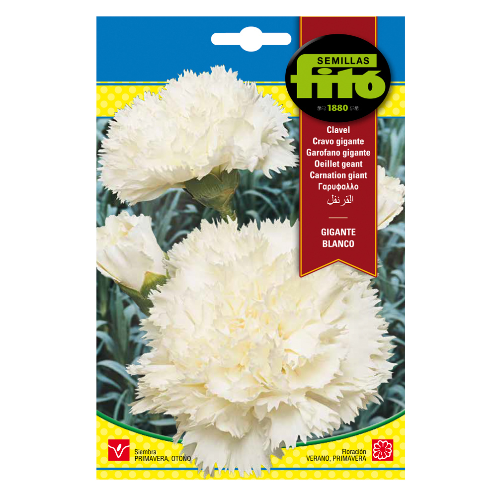 Clavel Gigante Blanco-35152000