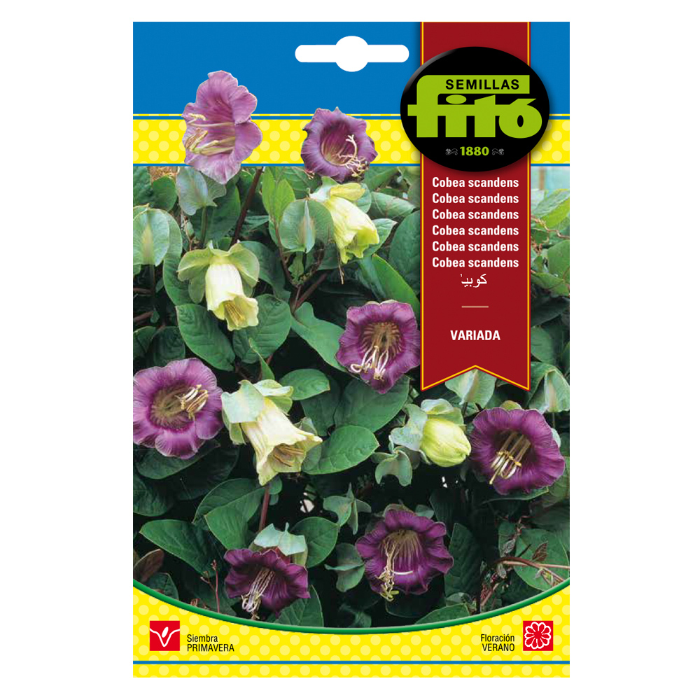 Cobea Scandens Variada-35159000