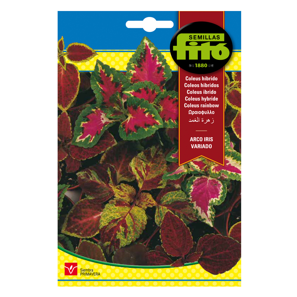 Coleus Híbrido Arco Iris Variado-35160000