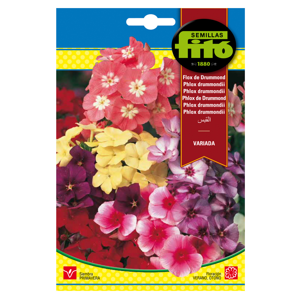 Flox de Drummond Variado-35171000