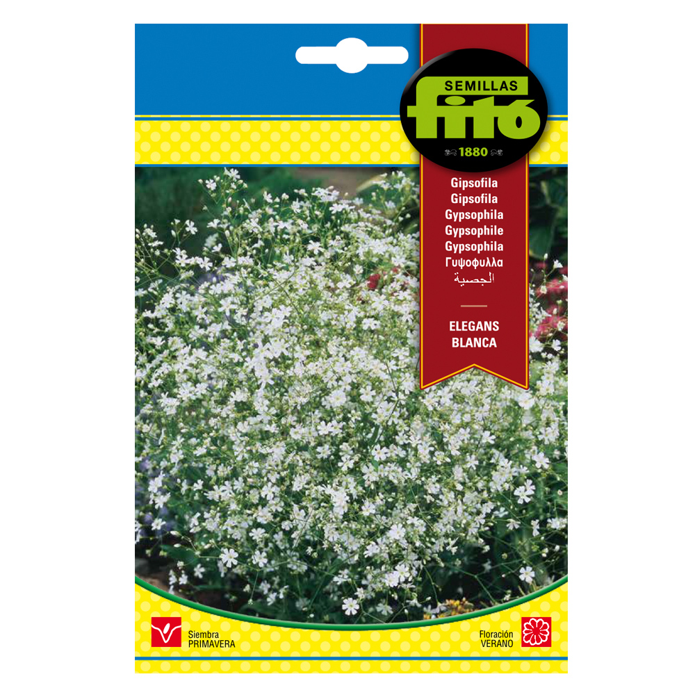 Gipsófila Elegans Blanca -35173000