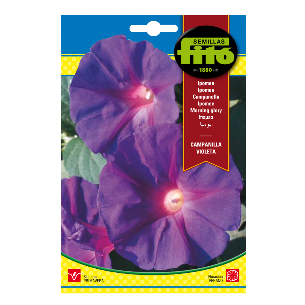 Ipomea Campanilla Violeta-35181000