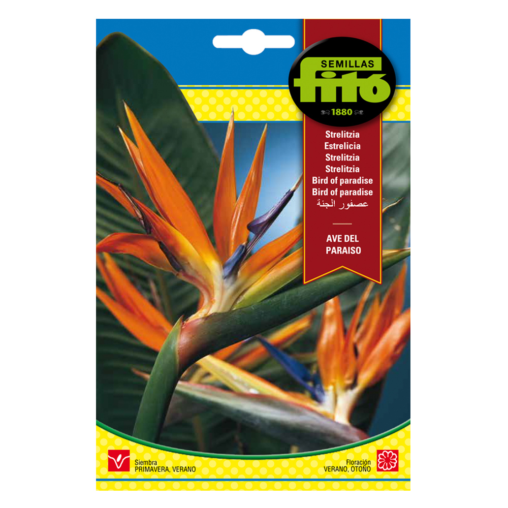 Strelitzia Ave del Paraíso -35209000