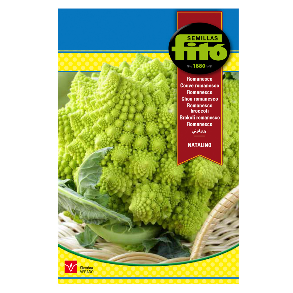 Romanesco Natalino-36831000