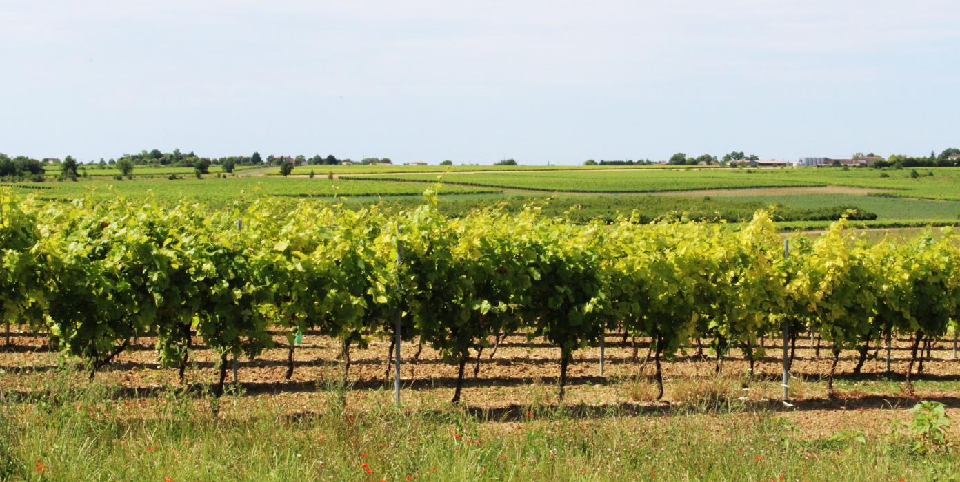 Innovación de Timac Agro contra el estrés en viña