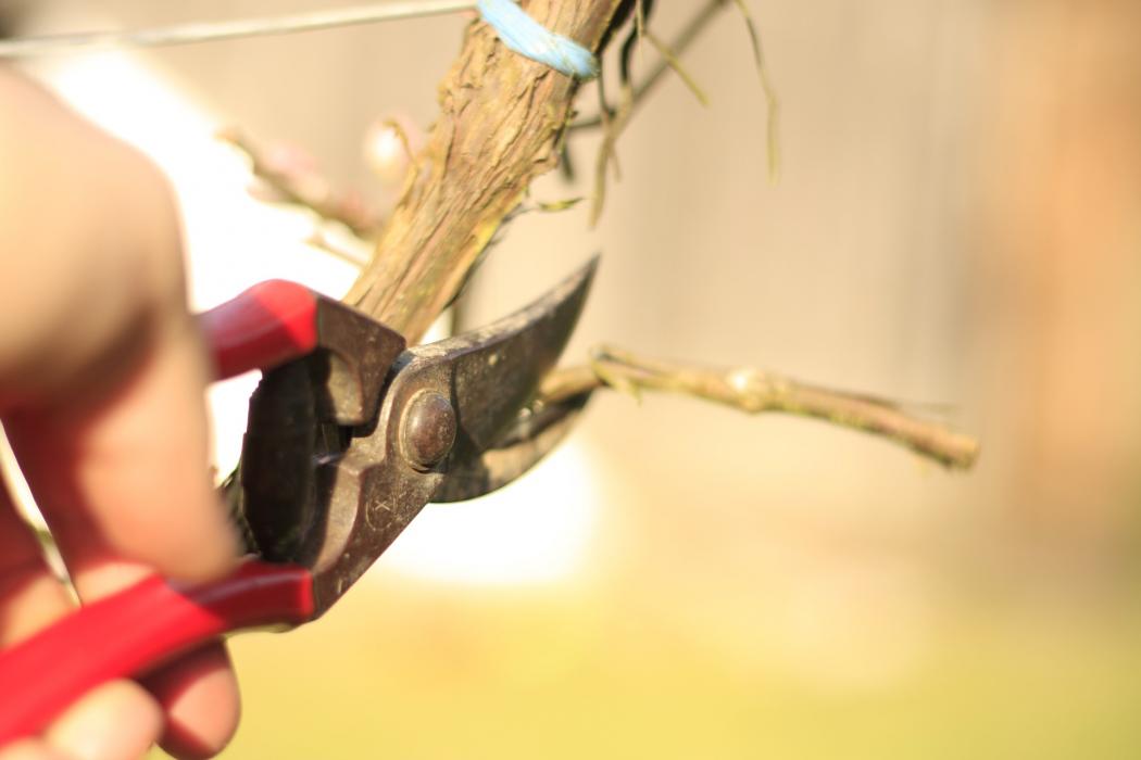 ¿Cómo prevenir enfermedades de la madera durante la poda?