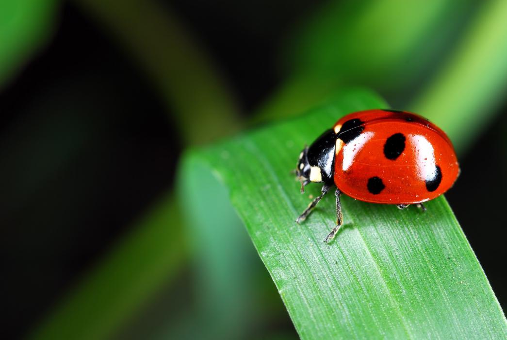 Control biológico de plagas con insectos beneficiosos