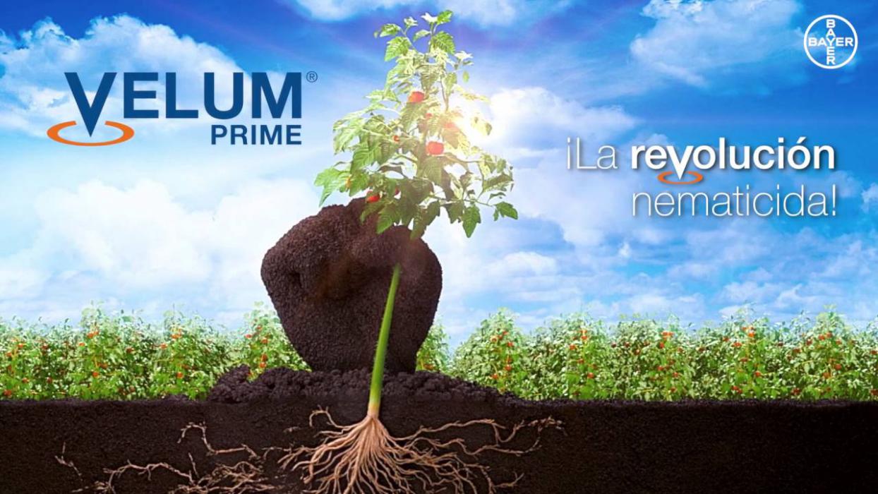 Velum Prime de Bayer, nematicida-fungicida