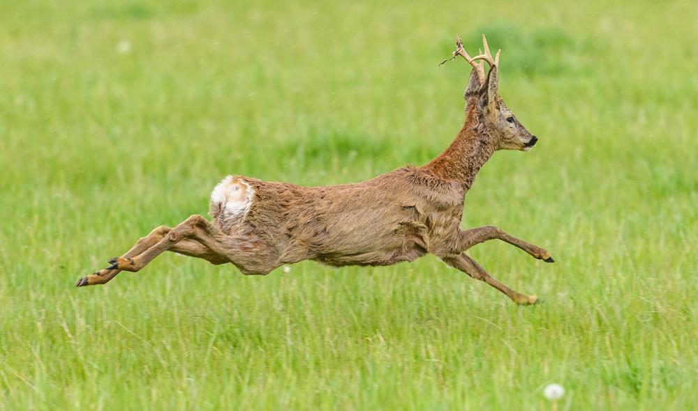 TRICO, repelente natural contra corzos y ciervos