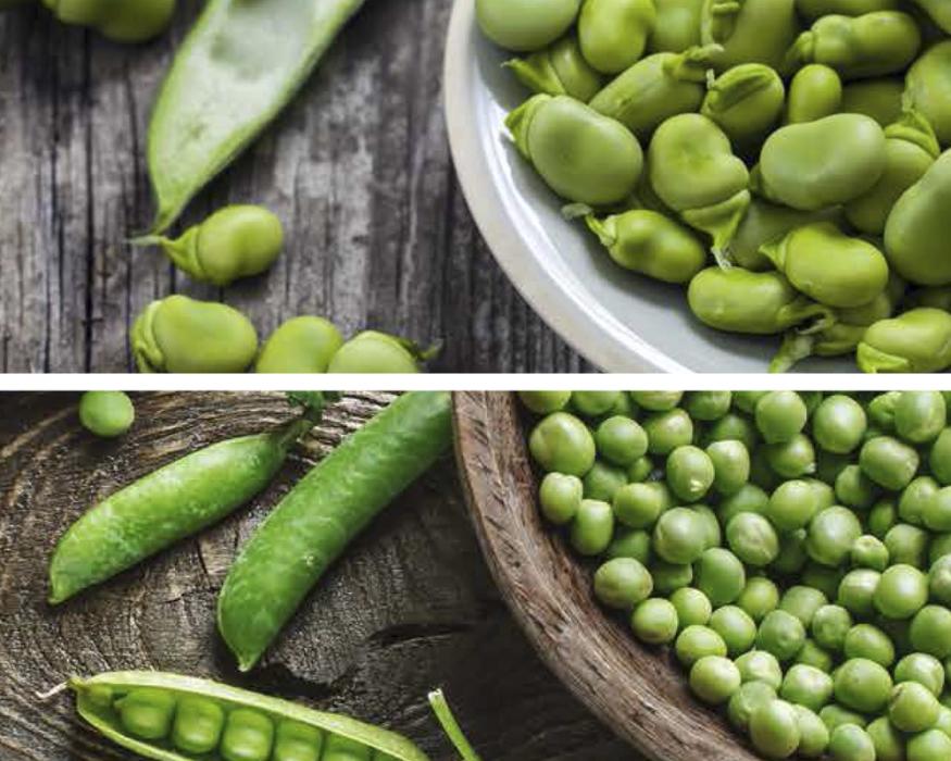 Vuelve la campaña de habas y guisantes