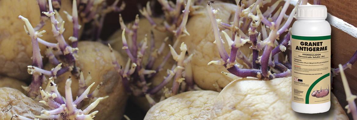 Nou antigerminatiu JED GRANET ANTIGERME 