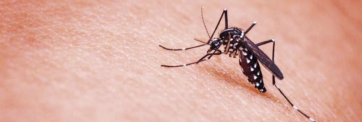 Protecció total contra insectes