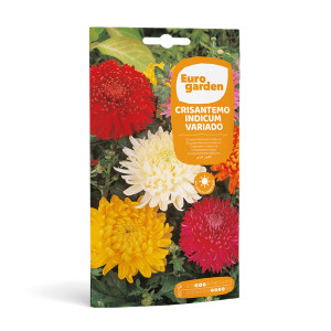Crisantem Indicum Variado 0,2 g Eurogarden 