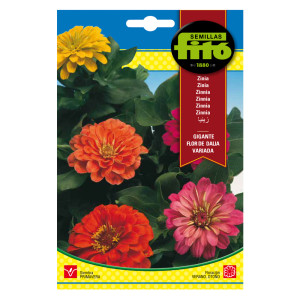 Zinia Gigante Flor de Dalia Variada