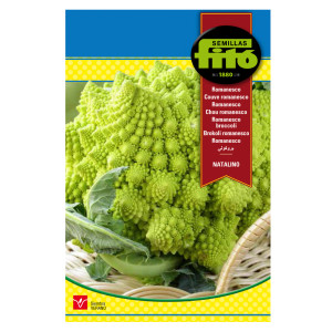 Romanesco Natalino