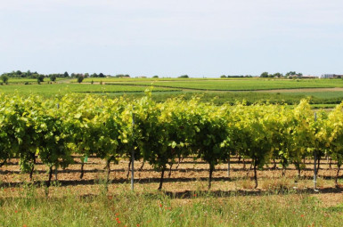 Innovació de Timac Agro contra l'estrès en vinya