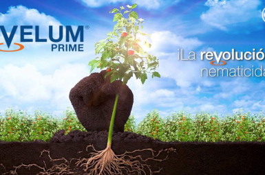 Velum Prime de Bayer, nematicida-fungicida
