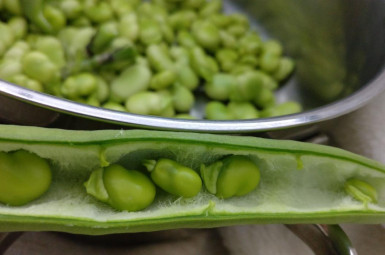 Torna la temporada de faves amb Semillas Fitó