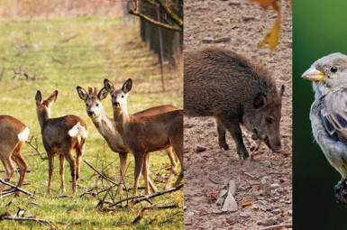 Barreres d'olor per a protegir els cultius
